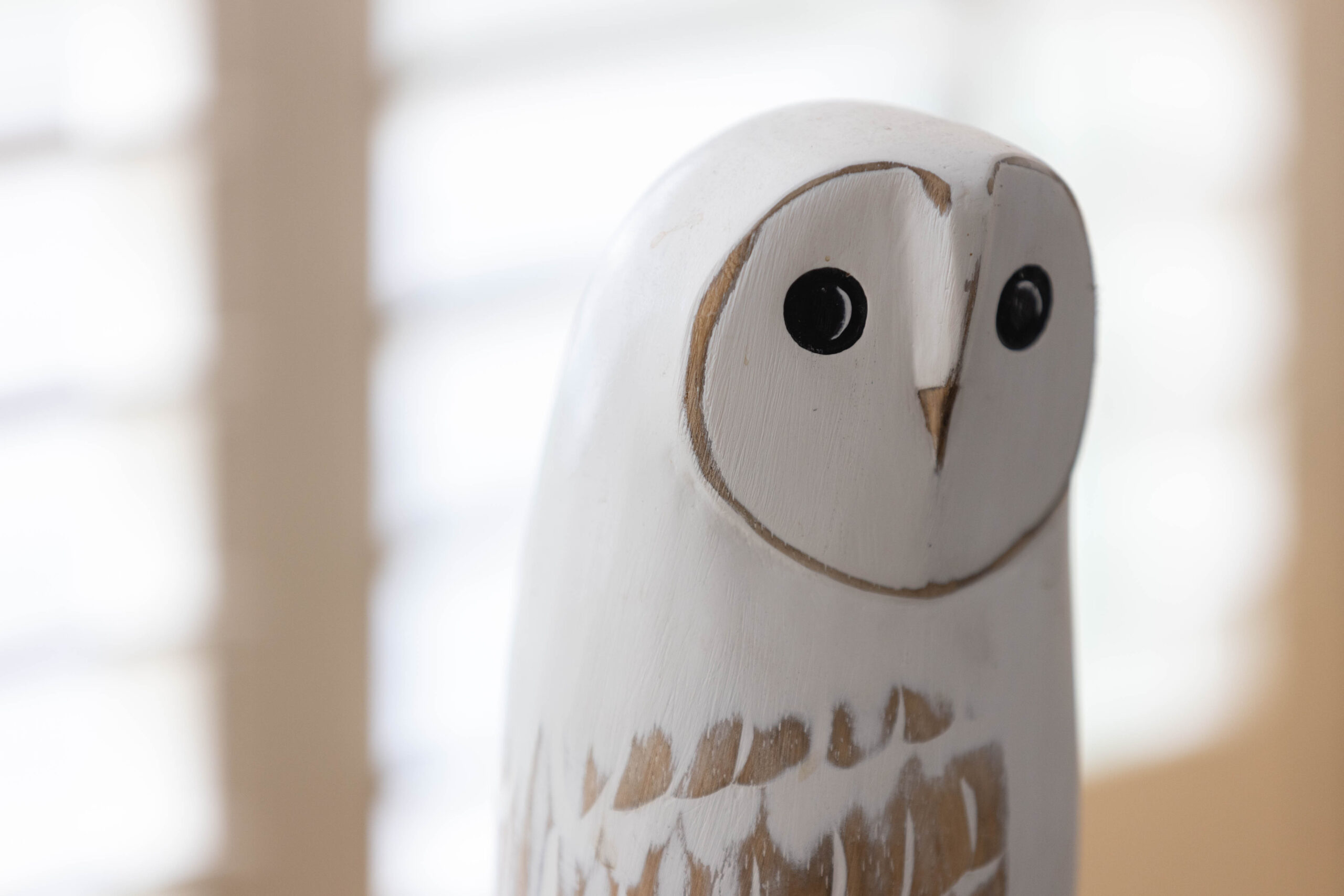 All Barn Owl Photos –